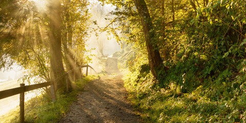  Panoramabild von einem Wanderweg durch einen Laubwald im Herbst