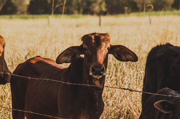 Brown cow