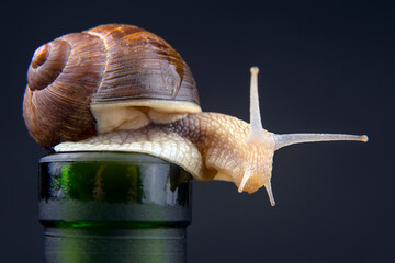 Helix pomatia. grape snail on a bottle on a dark background. mollusc and invertebrate. gourmet protein meat food.