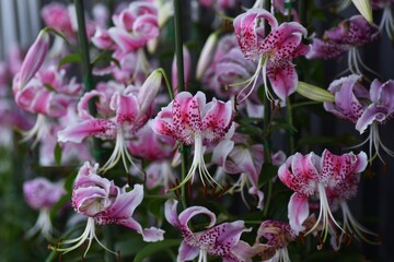 Wall Mural - Lilium speciosum flowers downward in summer in liliaceae prennial plant. The bulb is edible.