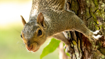 Wall Mural - squirrel on a tree