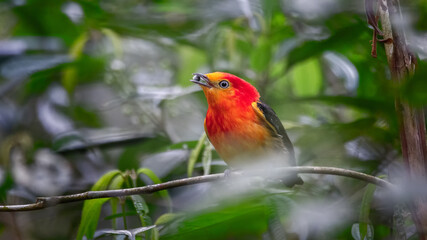 Stunning deep orange rainforest bird stands out from the green colors of the jungle. Band-tailed Manakin with colorful and intense plumage.