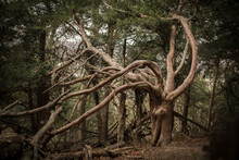 Ancient And Spooky Yew In The Yew Forest, Haunted Century Yew