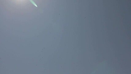 Griffon vultures flying high up in the sky , Burgos, Castilla y León, Spain