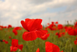 Fototapeta Na drzwi - Beautiful red poppy flower growing in field, closeup