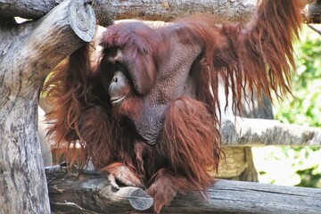 brown chimpanzee