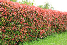 Red Leaves Of Red Robin Photinia Bush . Photinia X Fraseri In The Garden 
