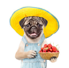 Poster - Pug puppy farmer wearing overalls and summer hat holds basket of strawberries. isolated on white background