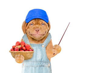 Poster - Smiling puppy farmer wearing blue cap and overalls holds basket of strawberries and points away on empty space. isolated on white background
