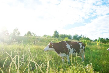 Cows on a beautiful green meadow 
