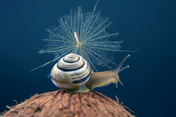 Helix pomatia. grape snail on a coconut on a dark background. mollusc and invertebrate. gourmet protein meat food.