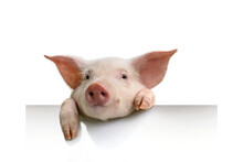 Pig Hanging Its Paws Over A White Banner