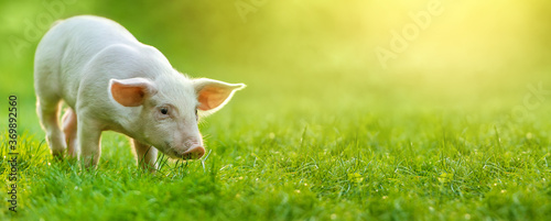 Cuadros en Lienzo funny young pig is standing on the green grass