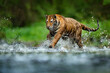 Tiger running in the water. Dangerous animal, tajga in Russia. Animal in the forest stream. Dark forest with tiger splashing water.
