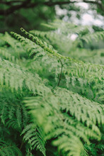 Fern After The Rain With Raindrops On Leaves