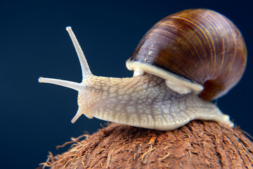 Helix pomatia. grape snail on a coconut on a dark background. mollusc and invertebrate. gourmet protein meat food.