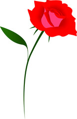 Canvas Print - Red rose on a white background.