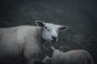 portrait of a sheep in Valais on a moody, rainy day