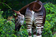 © JUAN CARLOS MUNOZ - Okapi (Okapia johnstoni), forest giraffe or zebra giraffe