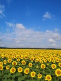 Fototapeta Kwiaty - field of sunflowers