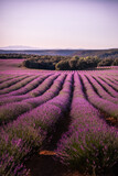 Fototapeta Lawenda - Lavender fields in Brihuega, Guadalajara, Spain.