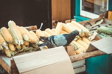 Wall Mural - Bird pigeon sitting in a box of corn in market