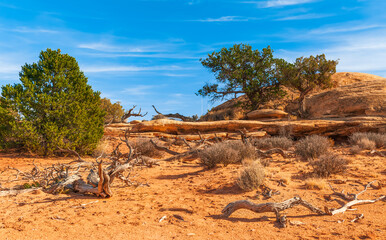 Wall Mural - Dead and live trees along of the Pothole Point trail. Canyonlands National Park.Utah.USA