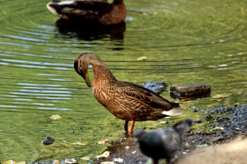 duck in the pond