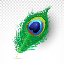 Realistic Beautiful Peacock Feather Illustration On Transparent Png Background.