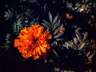 The yellow blossoming flower of marigolds (Latin Tagetes) grows in the garden on a sunny summer day against the background of shaded foliage.