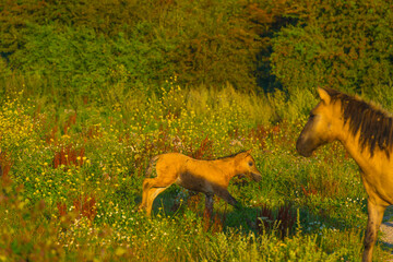 Horses in a bright field with colorful wild flowers at sunrise in a early summer morning with a blue sky, Almere, Flevoland, The Netherlands, August 6, 2020