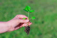 Weed Is Removing From Field By Hand Pulling. Uprooted Weed Plant In Farmer's Hand.green Blurry Background
