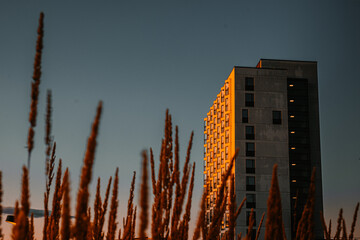 Scraper in sunset light 