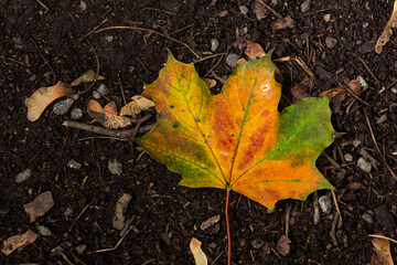 Wall Mural - Fallen orange maple leaf isolated on the ground