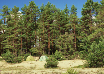 Wall Mural - Pine forest and two tents