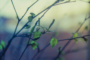 Wall Mural - Young blooming green birch leaves in spring. Hello, spring. Background.