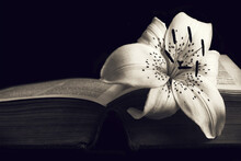 Condolence Card With Copy Space. White Lily Flower On Open Book