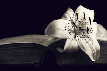 Condolence card with copy space. White lily flower on open book