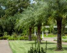 A Garden Walkway At Botanical Sanctuary In Spring, TX.