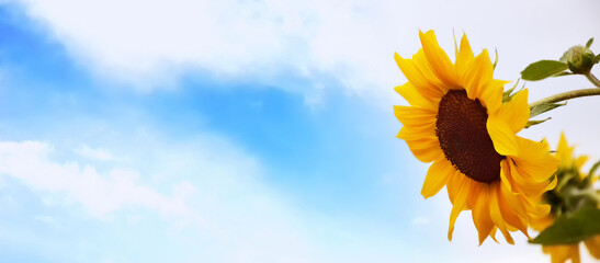 Wall Mural - Sunflower against blue sky. Summer background