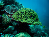 Fototapeta  - Colorful coral reef, underwater photo, Philippines