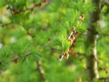 Fototapeta Do akwarium - green pine needles