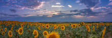 Panorama Of A Golden Sunflower Field With Evening Sky With Pink Clouds And Blue Sky Sunset