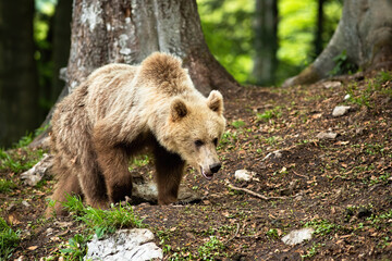 Wall Mural - Young brown bear, ursus arctos, walking in forest in summer nature. furry mammal sniffing ground in woodland. Wild huge predator going in wilderness.