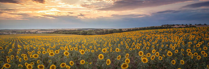 panorama with yellow sunflower field against cloudy evening sky with orange blue sunset in the background