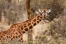 Male Giraffe Looking Directly Into Camera