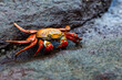 © Mark Pollard/Stocksy - A Colorful Crab Rests On Lava rocks