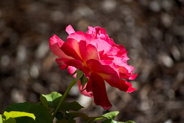 A close up view of a pink rose