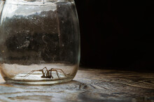 Spider In A Jar.