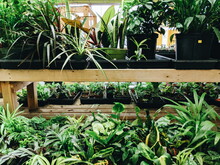House Plants On Display On A Shelf
